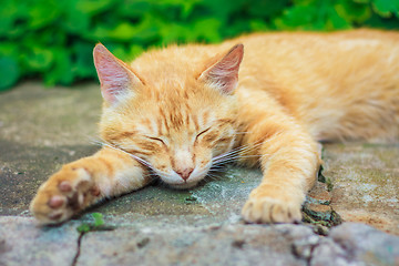 Image showing Young Red Kitten Sleeping