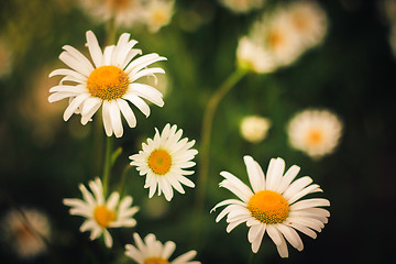 Image showing White Chamomile