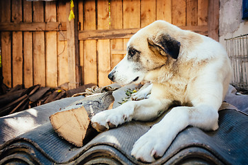 Image showing White Dog Resting