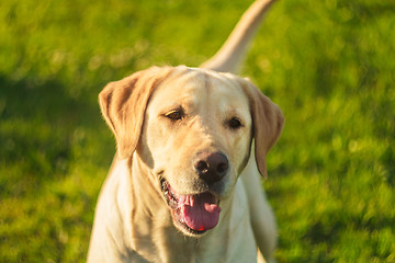 Image showing Young Labrador