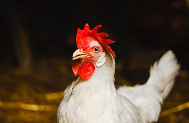 Image showing White chicken looking out of the barn