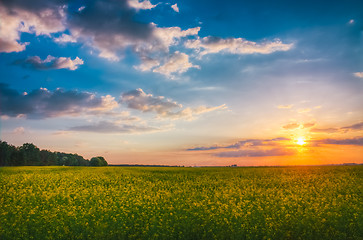 Image showing Wheat Field At Sunset