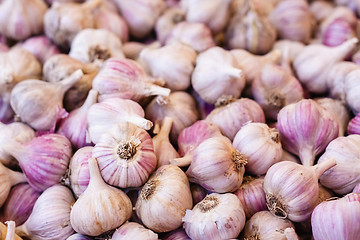 Image showing White garlic crop. Background