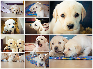 Image showing White Retriever Puppy Of 7 weeks Old. 