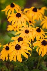 Image showing Yellow Echinacea Flowers