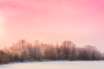 Image showing Winter Forest Landscape