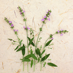 Image showing Sage Herb Flowers