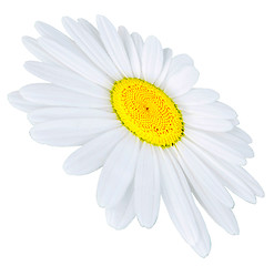 Image showing camomile