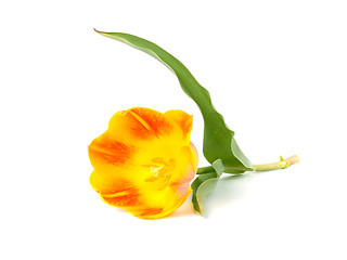 Image showing tulip