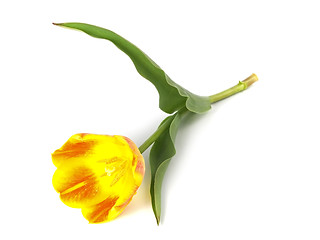 Image showing tulip