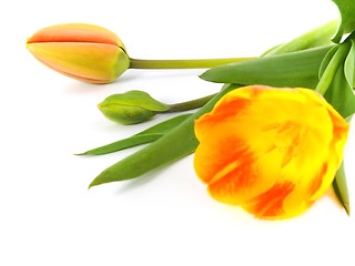 Image showing tulip