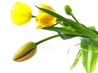 Image showing tulip