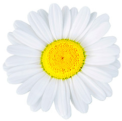 Image showing camomile