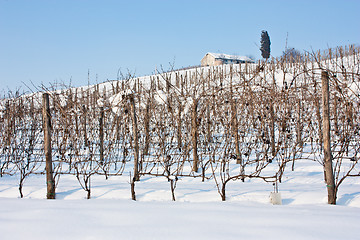 Image showing Tuscany: wineyard in winter