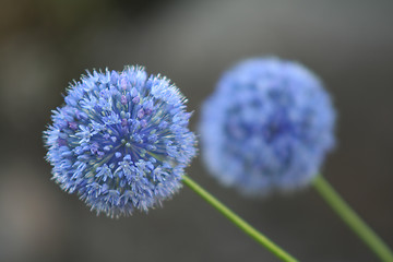 Image showing Allium