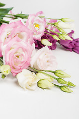 Image showing Beautiful eustoma flowers