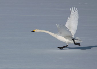 Image showing Whooper swan