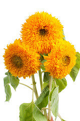 Image showing Three sunflowers