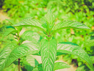 Image showing Retro look Peppermint