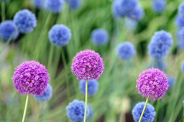 Image showing Allium Giganteum