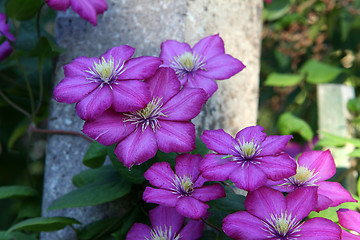 Image showing Clematis