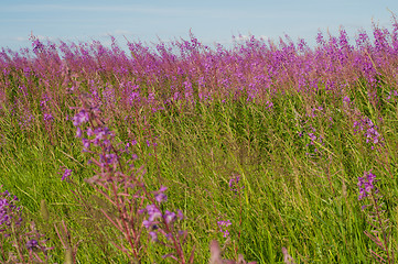 Image showing Beautiful field view