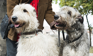 Image showing Two Giant schnauzer dogs