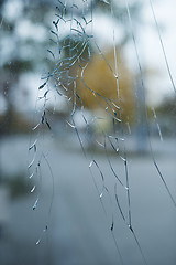 Image showing Cracked glass