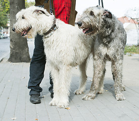 Image showing Two Giant schnauzer dogs