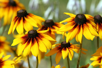 Image showing rudbeckia