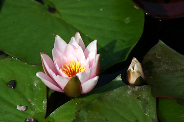 Image showing lily