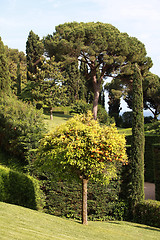 Image showing orange tree