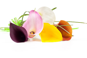 Image showing Bouquet of multicolored calla