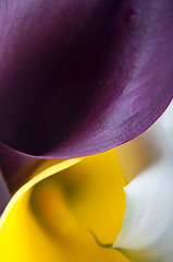 Image showing Macro shot of callas