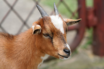 Image showing goat