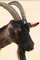 Image showing billy-goat