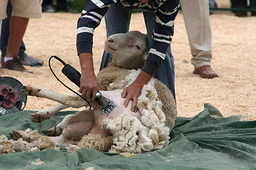 Image showing sheep shearing