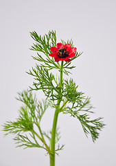 Image showing Pheasant's eye (Adonis flammea)