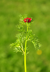 Image showing Pheasant's eye (Adonis flammea)