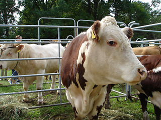 Image showing Bull