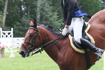 Image showing horse