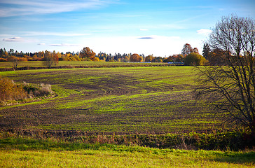 Image showing Field in autumn