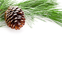 Image showing fir tree branch with pinecone