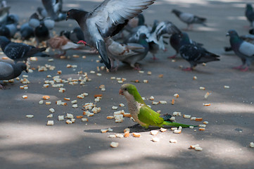 Image showing Eating pigeons and parrot