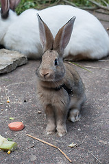 Image showing Adorable rabbit outside