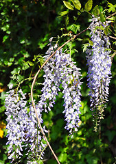 Image showing Chinese wisteria (Wisteria sinensis)