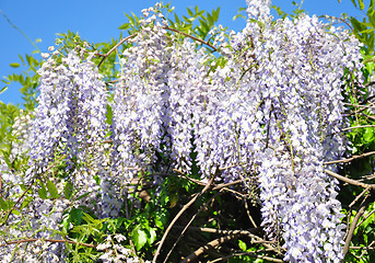 Image showing Chinese wisteria (Wisteria sinensis)