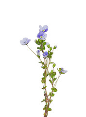 Image showing Slender Speedwell (Veronica filiformis)