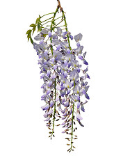 Image showing Chinese wisteria (Wisteria sinensis)