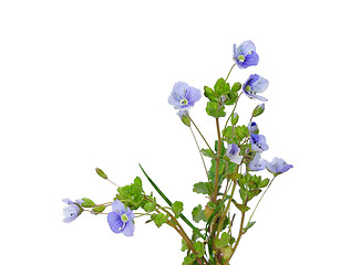 Image showing Slender Speedwell (Veronica filiformis)